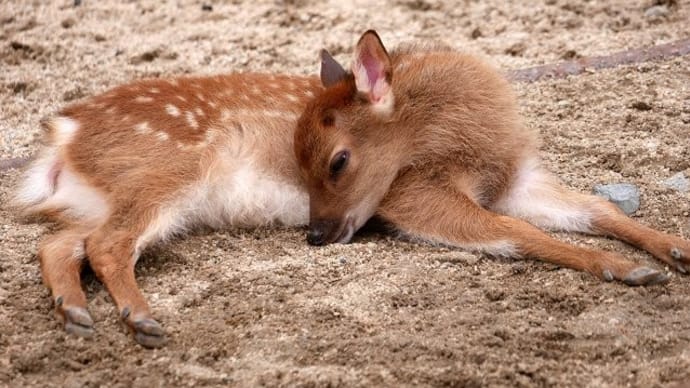 かわいいバンビ