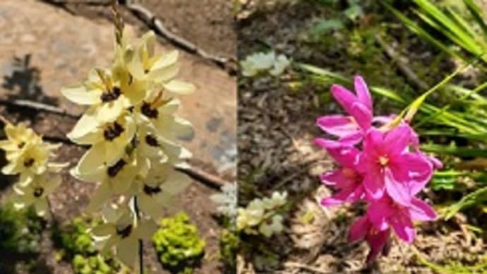自生のイシキアの花が咲き満開のナスタチウムが色褪せてきたとですぅ(;一_一)