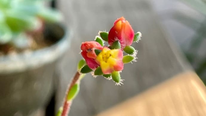 多肉植物の花