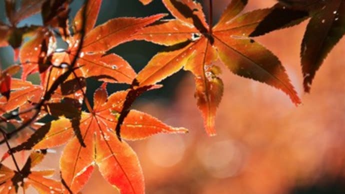 紅葉