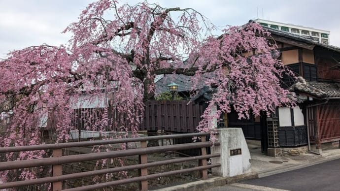 今日も又、石橋屋の枝垂れ桜