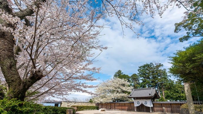 番外編・桜と菜の花に包まれた仙境【江之浦測候所】陽春の候