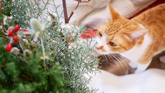 クリスマスのブーケ 花束ユズちゃん カタツムリ