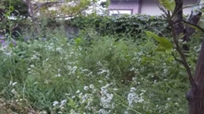 大雨と洪水