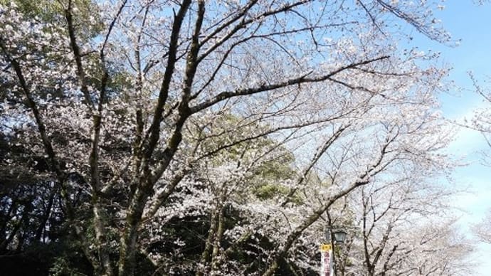 姫路城北 の 桜 満開 '21