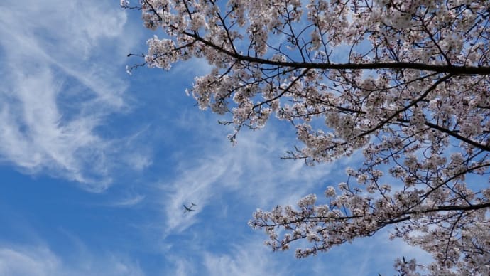 桜が満開の大川べりを歩きました