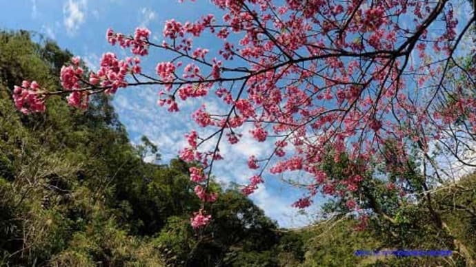 寒緋桜の並木道
