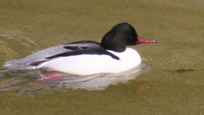 初見の鴨 カワアイサ
