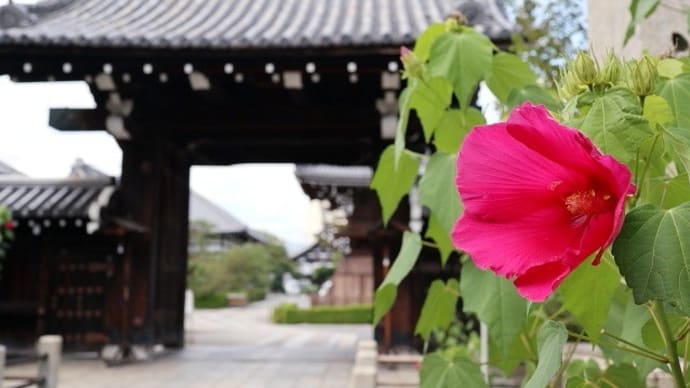 京都・寺之内通「妙蓮寺」芙蓉の花