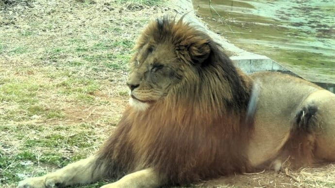 多摩動物公園1・百獣の王、1月の温度統計（まとめ）