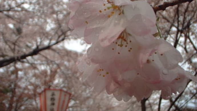 京都　桜巡り　（平野神社）