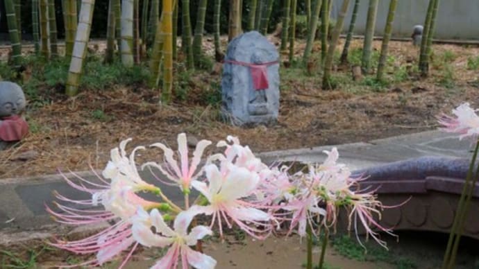 ★白い花のヒガンバナ 「彼岸の入り」あれこれ