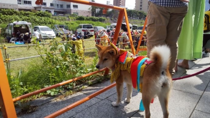 チャグチャグわんこの楓です