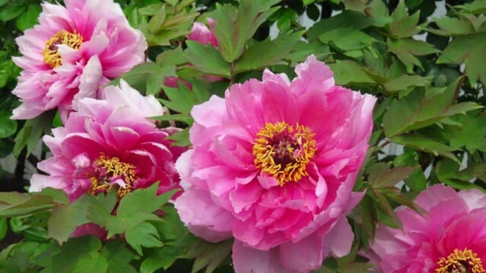 花壇の花たち