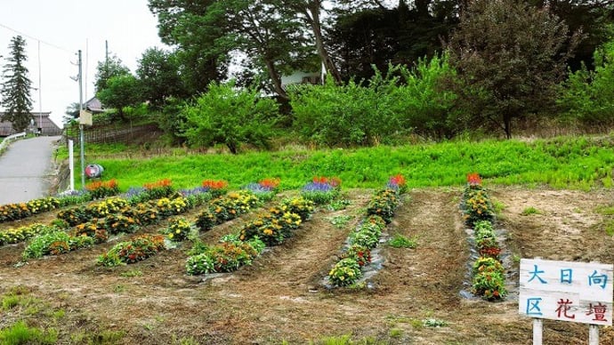 「地域ぐるみでむらじゅう花ざかり事業」の大日向区の花畑の風景&穂高広域施設組合理事者会・議会臨時会