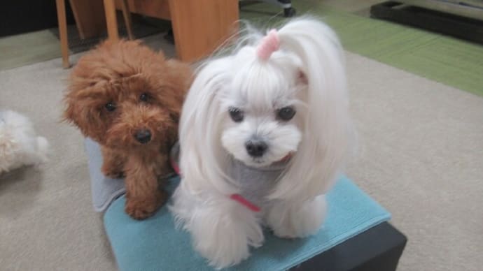 2023/12/17 犬の幼稚園BuddyDog