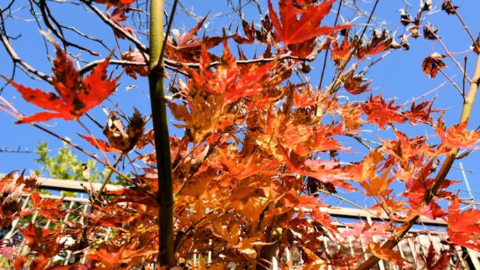 小さな庭の紅葉と黄葉