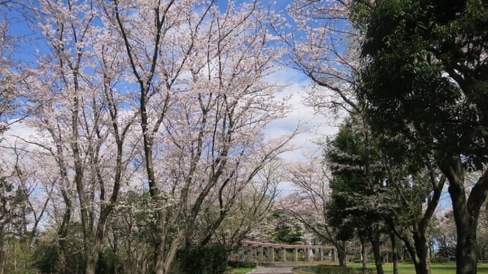 花見散歩～大庭城址公園