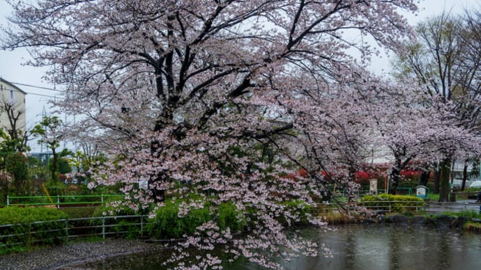 近所の桜は見納め