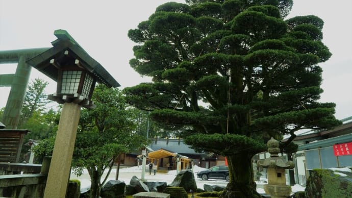 ●初詣 護国神社 五葉松 神馬 父子像 第一、第二鳥居