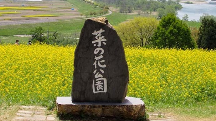 飯山 菜の花公園 2021
