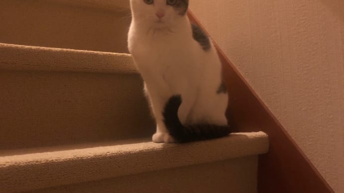 階段に佇む猫