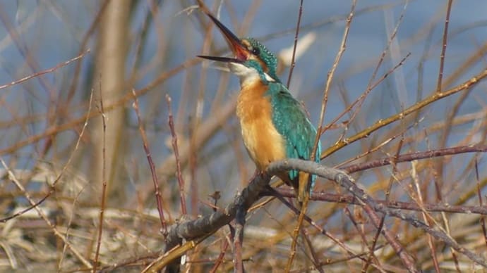 カワセミ、カンムリカイツブリ、コガモ、ダイサギ
