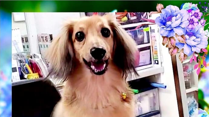 🐶 ボクは移動しない❕❕ 💛