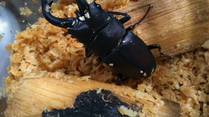 カブトムシ ノコギリクワガタ ミヤマクワガタ 頑張っています。