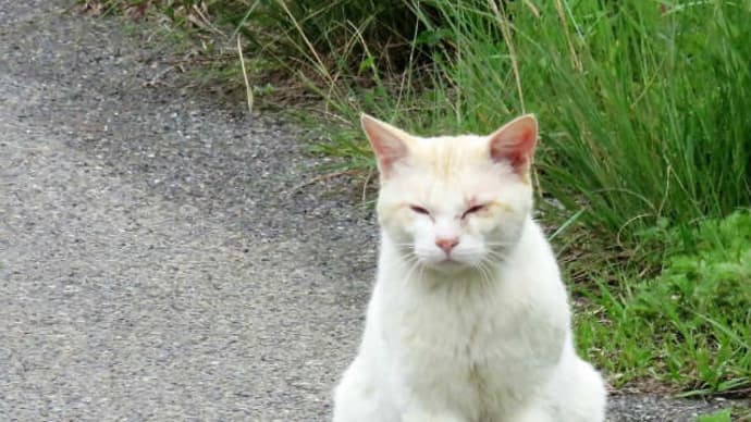 散歩で猫 #86