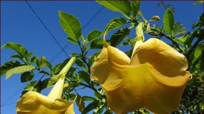 美しい花には毒がある★多肉の吊り篭