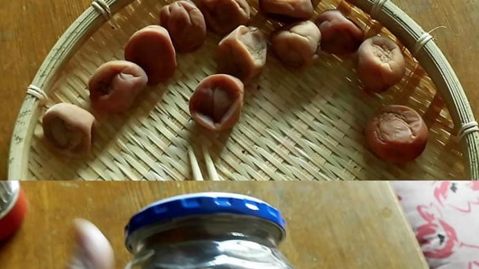 梅干完成