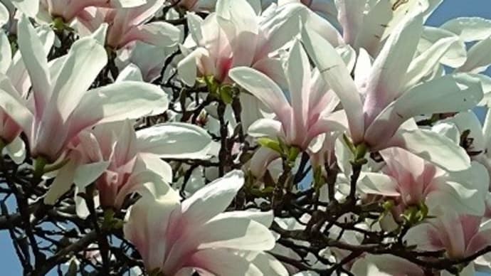 春の花・華コレクション2024 花も盛りの白木蓮
