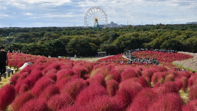コキア・コスモス狩り 茨城県ひたちなか市馬渡 国営ひたち海浜公園:コキアカーニバル(3)大観覧車と真っ赤なコキア