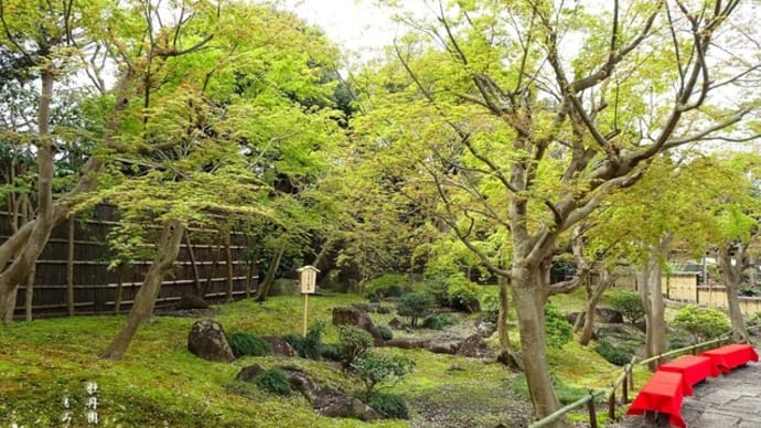 牡丹園ともみじの花