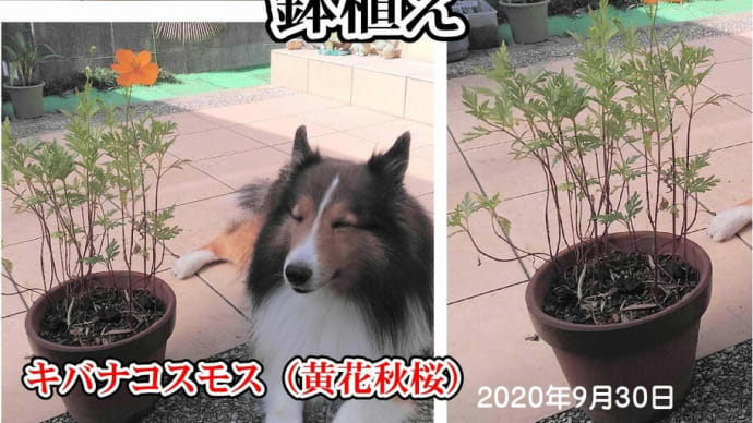 小次郎と秋の草花 -キバナコスモス(黄花秋桜) 鉢植え -