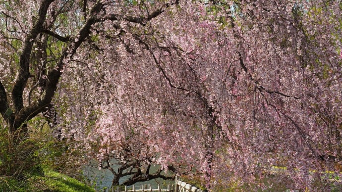 雨が上がったので「四季の里“緑水苑”」へ行ってみました・・・(郡山市)