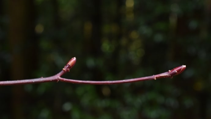 小春日和の冬芽写ん歩(その6)
