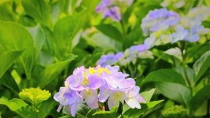 聞いて信じる者は