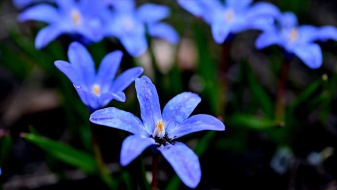 自宅に咲く草花達　清明