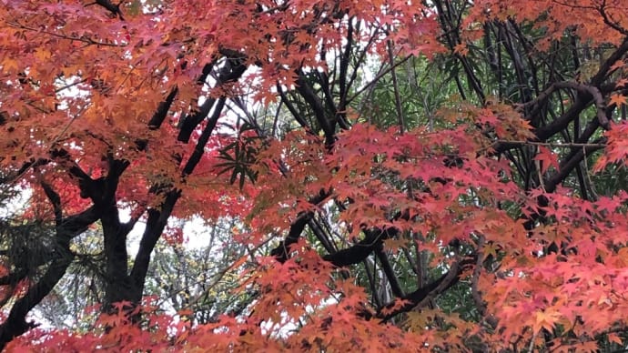 初めての 広島旅行 もみじ紅🍁