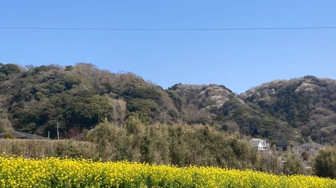 三浦半島の旅 花見編