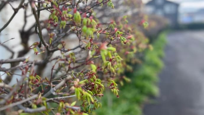 紅葉の新芽　赤ちゃんの手