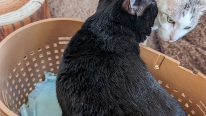 黒猫のよだれ