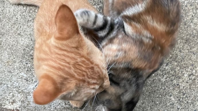 猫の戯れ