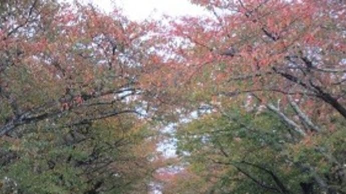 夜の森の秋
