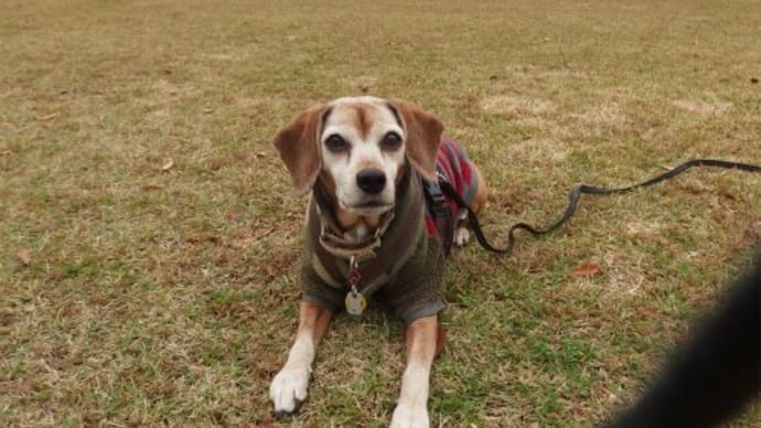 犬との暮らしはいろいろあったりなかったり