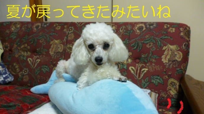 秋晴れなのか?まだまだ夏の名残なのかな?(´ ▽`) そして台風17号…