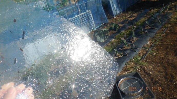 初氷 初播種ブロッコリー ユリの移植やっと終了