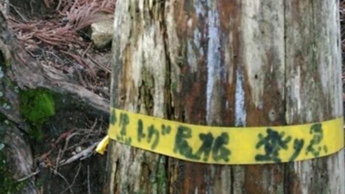 316回目(黒栂尾根道・足腰鍛える)